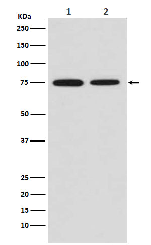 Western blot analysis of MSR1 expression in (1) HeLa cell lysate; (2) Mouse placenta lysate.