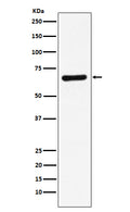 Western blot analysis of STXBP1 expression in HeLa cell lysate.