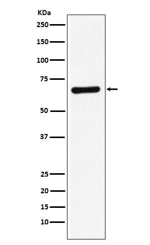 Western blot analysis of STXBP1 expression in HeLa cell lysate.