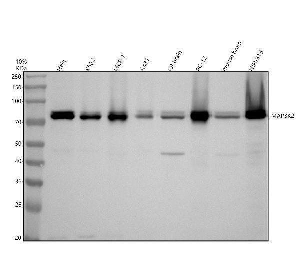 Anti-MEKK2 MAP3K2 Rabbit Monoclonal Antibody