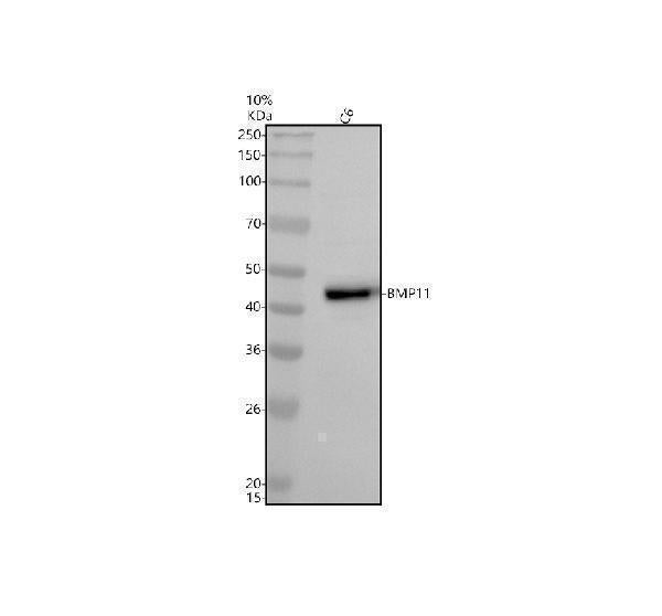Anti-BMP11 GDF11 Rabbit Monoclonal Antibody