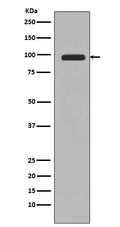 Western blot analysis of PI 3 Kinase Class 3 expression in 293T cell lysate.