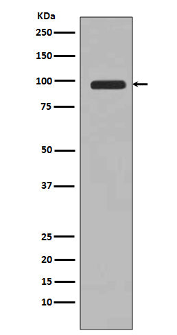 Western blot analysis of PI 3 Kinase Class 3 expression in 293T cell lysate.