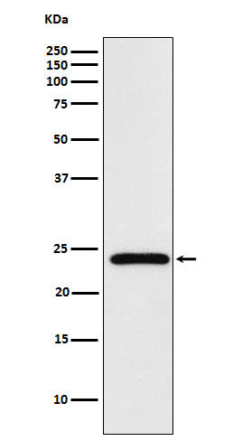 Anti-Mad2L2 Monoclonal Antibody