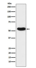 Western blot analysis of CHRNA5 expression in A431 cell lysate.