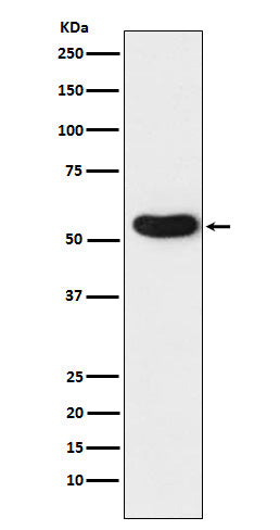 Western blot analysis of CHRNA5 expression in A431 cell lysate.