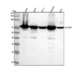Anti-IMP3 IGF2BP3 Monoclonal Antibody