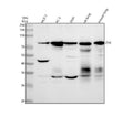 Anti-Zyxin Monoclonal Antibody