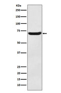 Western blot analysis of EAAT3 expression in Human fetal brain lysate.