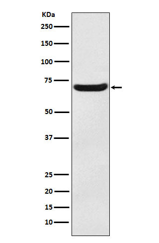 Western blot analysis of EAAT3 expression in Human fetal brain lysate.