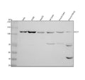 Anti-ATP citrate lyase ACLY Rabbit Monoclonal Antibody