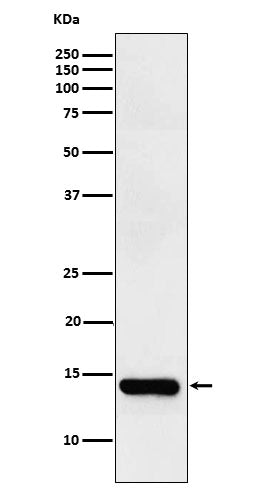 Western blot analysis of intestinal FABP expression in Human small intestine lysate.