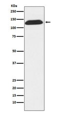 Western blot analysis of DNA Ligase I expression in Molt4 cell lysate.