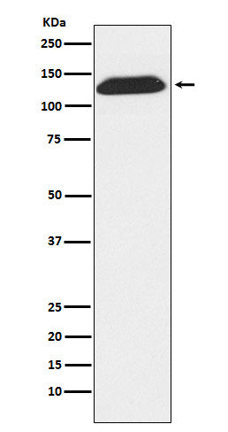 Western blot analysis of DNA Ligase I expression in Molt4 cell lysate.