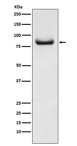 Western blot analysis of APPL expression in Hela cell lysate.