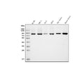 Anti-APPL/APPL1 Antibody Picoband® (monoclonal, 5G11)