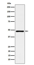 Western blot analysis of ACADM expression in HepG2 cell lysate.