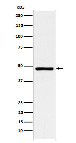 Western blot analysis of ACADM expression in HepG2 cell lysate.