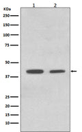 Western blot analysis of ACADM expression in (1) HeLa cell lysate; (2) K562 cell lysate.