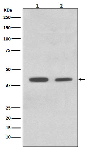 Western blot analysis of ACADM expression in (1) HeLa cell lysate; (2) K562 cell lysate.