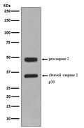 Western blot analysis of Caspase-2 expression in Jurkat cell lysate.