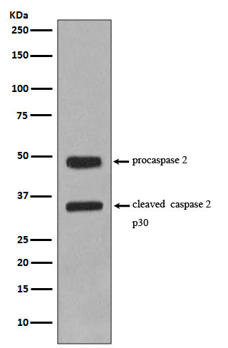 Western blot analysis of Caspase-2 expression in Jurkat cell lysate.