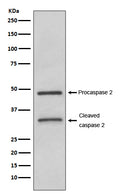 Western blot analysis of Caspase-2 expression in HeLa cell lysate.