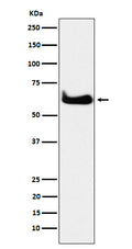 Western blot analysis of TCP1 alpha expression in HeLa cell lysate.
