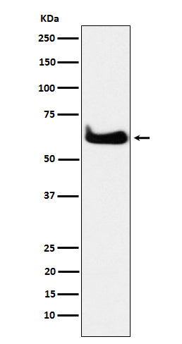 Western blot analysis of TCP1 alpha expression in HeLa cell lysate.