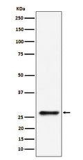 Western blot analysis of SBDS expression in 293 cell lysate.