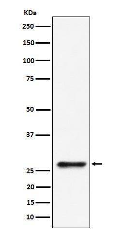 Western blot analysis of SBDS expression in 293 cell lysate.