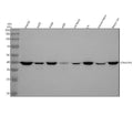 Anti-CKII alpha CSNK2A1 Rabbit Monoclonal Antibody