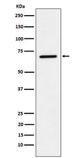 Western blot analysis of LTA4H expression in A549 cell lysate.
