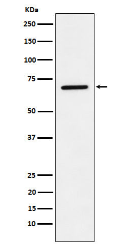 Western blot analysis of LTA4H expression in A549 cell lysate.