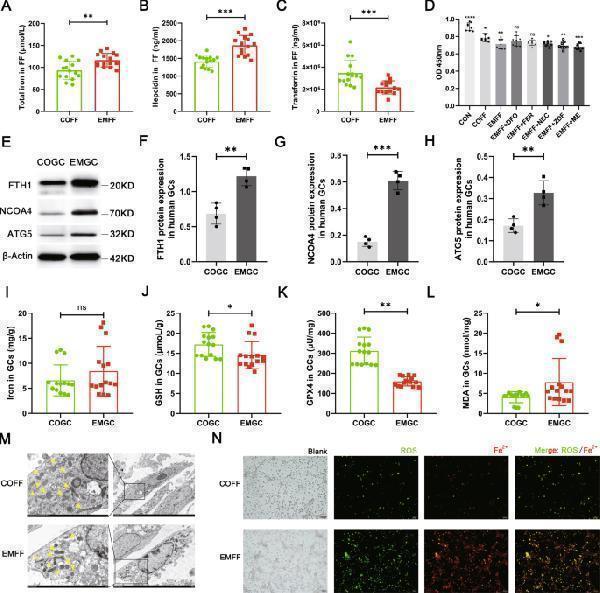 Anti-Ferritin FTH1 Rabbit Monoclonal Antibody