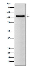 Western blot analysis of BRD2 expression in NCCIT cell lysate.