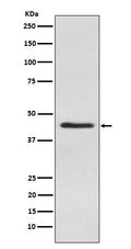 Western blot analysis of Inhibin alpha expression in Human testis lysate.