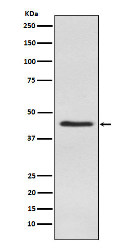Western blot analysis of Inhibin alpha expression in Human testis lysate.