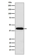 Western blot analysis of Inhibin alpha expression in HeLa cell lysate.
