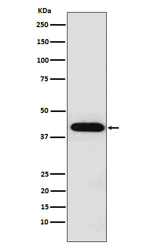 Western blot analysis of Inhibin alpha expression in HeLa cell lysate.