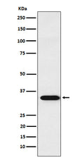 Western blot analysis of APRIL expression in Jurkat cell lysate.