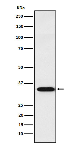 Western blot analysis of APRIL expression in Jurkat cell lysate.