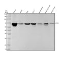 Anti-eIF2A Rabbit Monoclonal Antibody