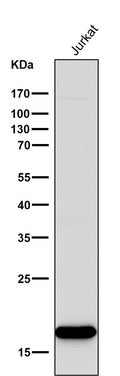 Anti-CD3 zeta CD247 Rabbit Monoclonal Antibody