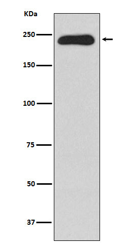 Western blot analysis of MYH11 expression in Human testis lysate.