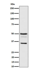 Western blot analysis of Bag1 expression in HeLa cell lysate.
