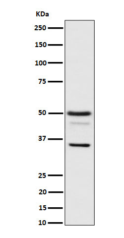 Western blot analysis of Bag1 expression in HeLa cell lysate.