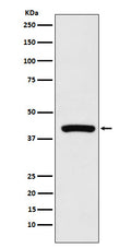 Western blot analysis of Cyclophilin 40 expression in K562 cell lysate.