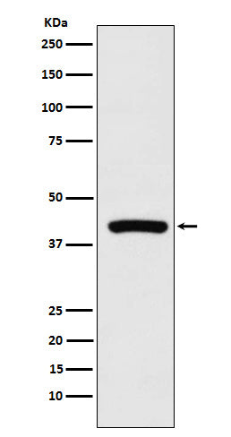 Western blot analysis of Cyclophilin 40 expression in K562 cell lysate.