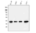 Anti-PPID Antibody Picoband® (monoclonal, 5A6)